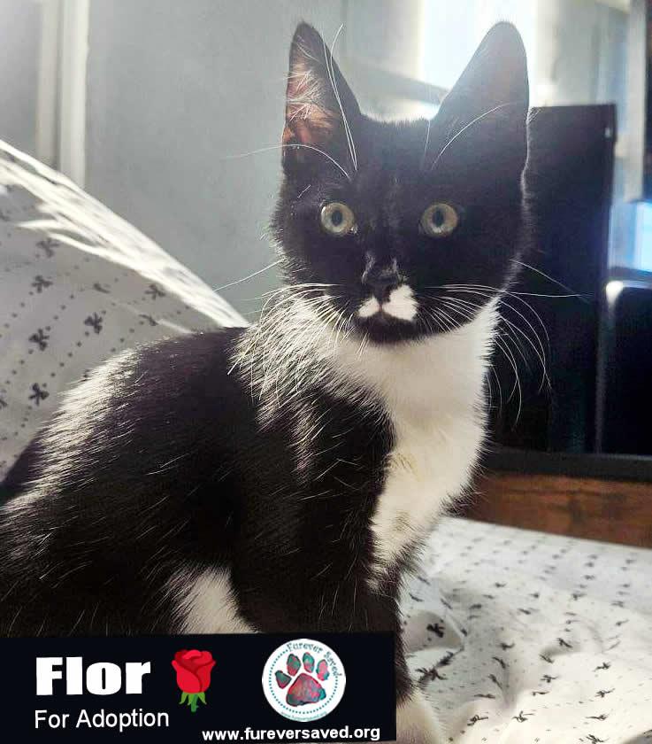 Enlarge Flor, a Adoptable Domestic Short Hair in Miami, FL image 1/3