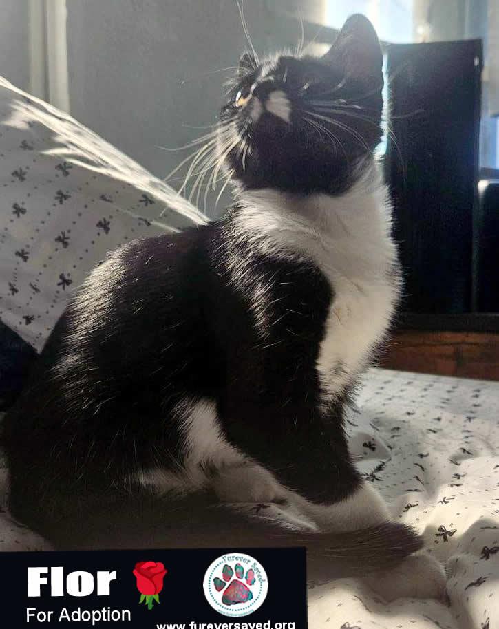 Enlarge Flor, a Adoptable Domestic Short Hair in Miami, FL image 3/3