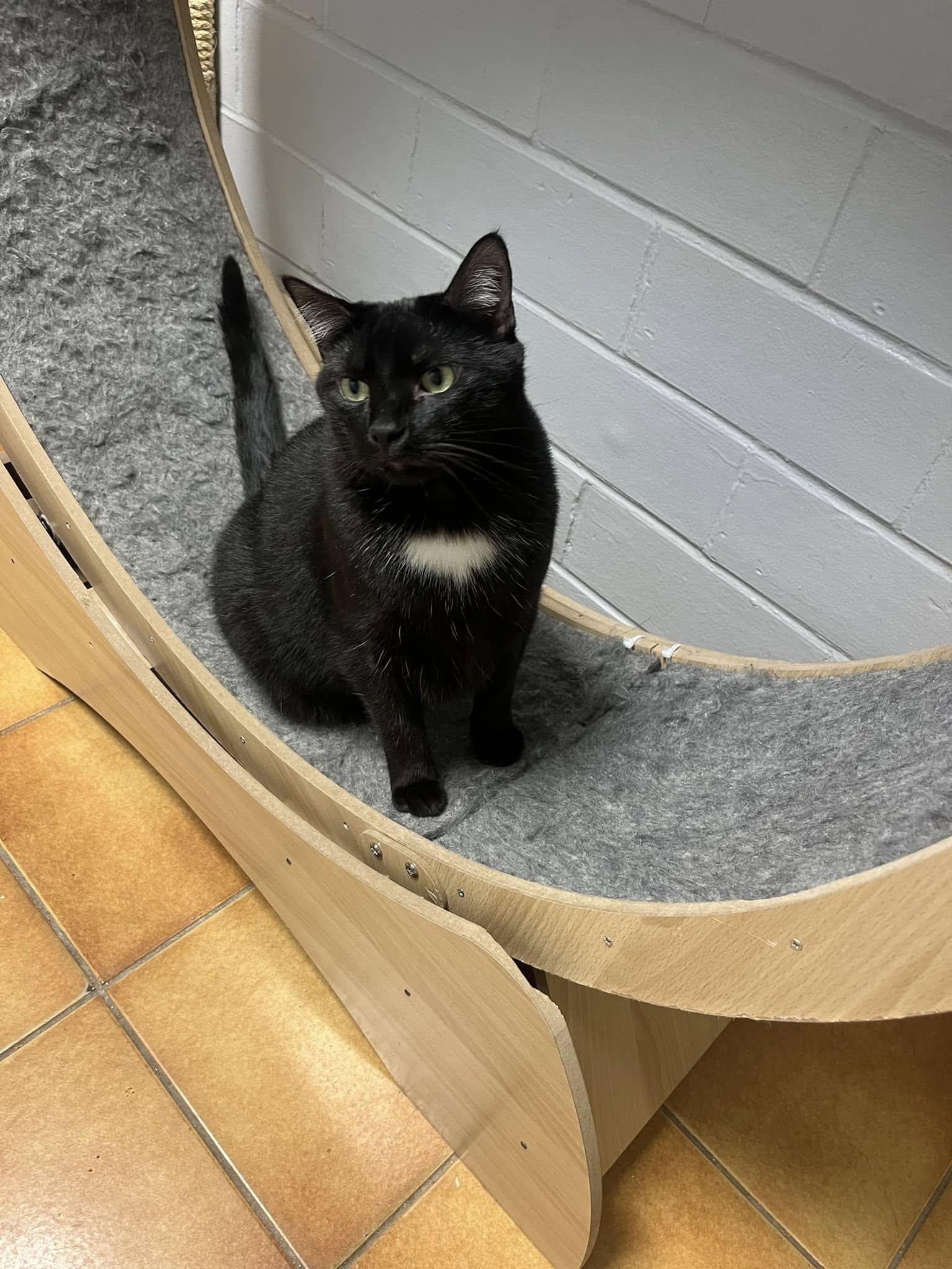 Enlarge Clancy, a Adoptable Domestic Short Hair in Cedar Rapids, IA image 1/3