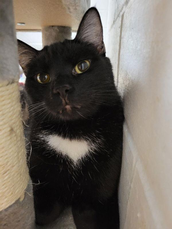 Clancy, Adoptable, Adult Male Domestic Short Hair.