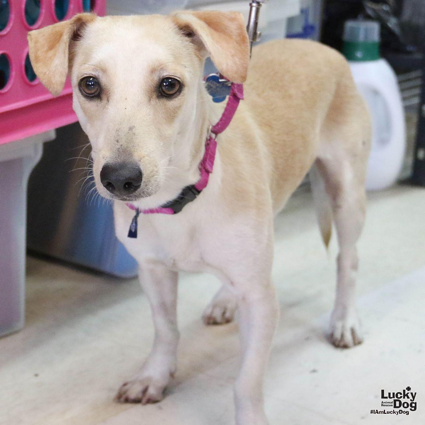 Sulie, Adopted, Adult Female Dachshund.