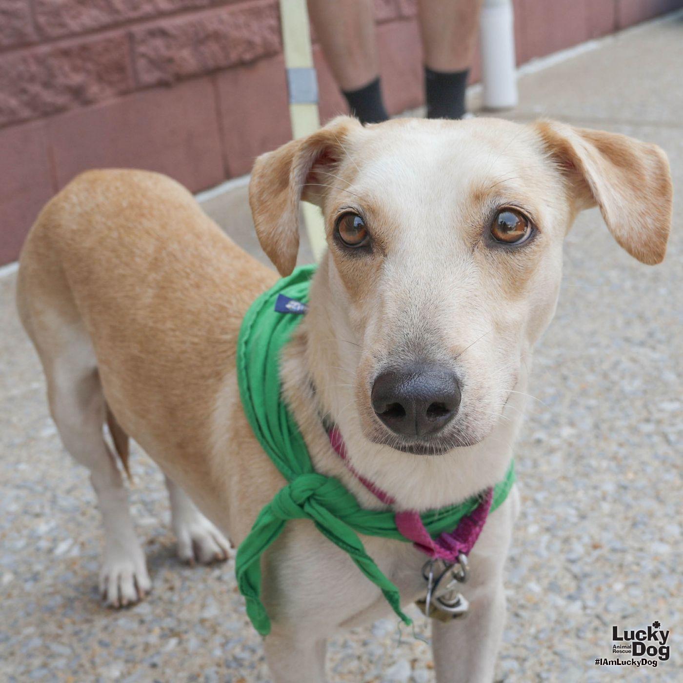 Enlarge Sulie, a Adopted Dachshund in Washington, DC image 2/3