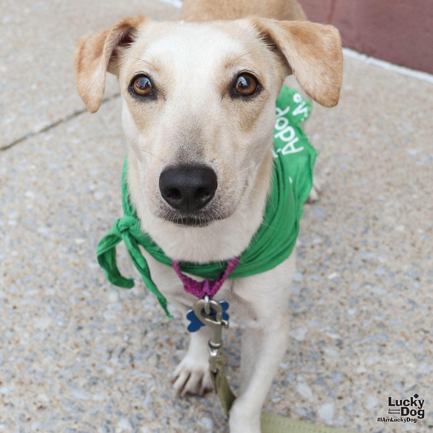 Enlarge Sulie, a Adopted Dachshund in Washington, DC image 3/3