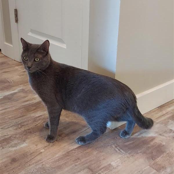 Spencer (CP), Adoptable, Adult Male Domestic Short Hair.