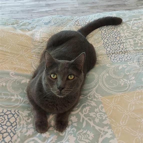 Enlarge Spencer (CP), a Adoptable Domestic Short Hair in Fairfax, VA image 2/2