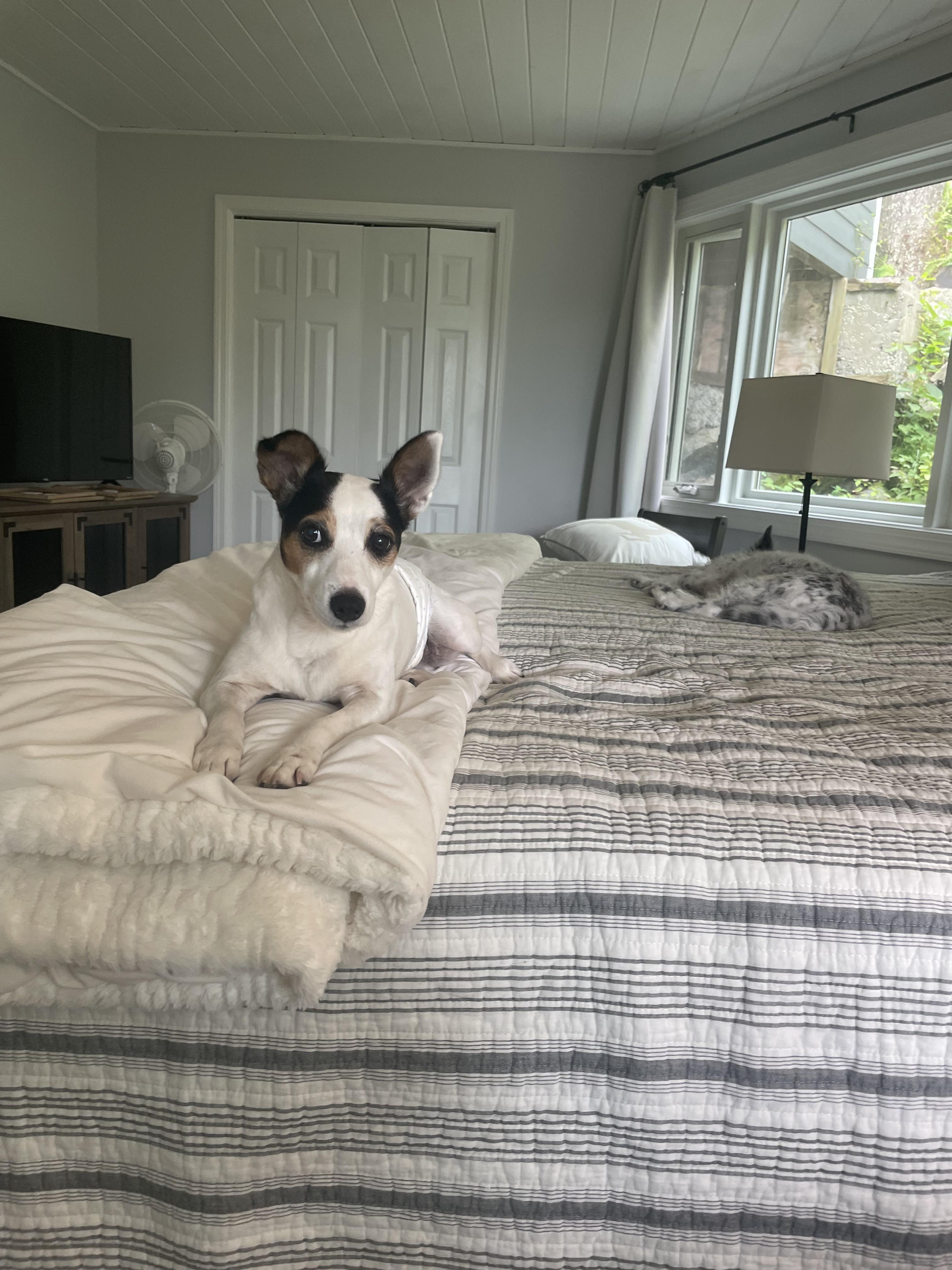 Enlarge Jack, a Adopted Jack Russell Terrier in Durham, NC image 2/5