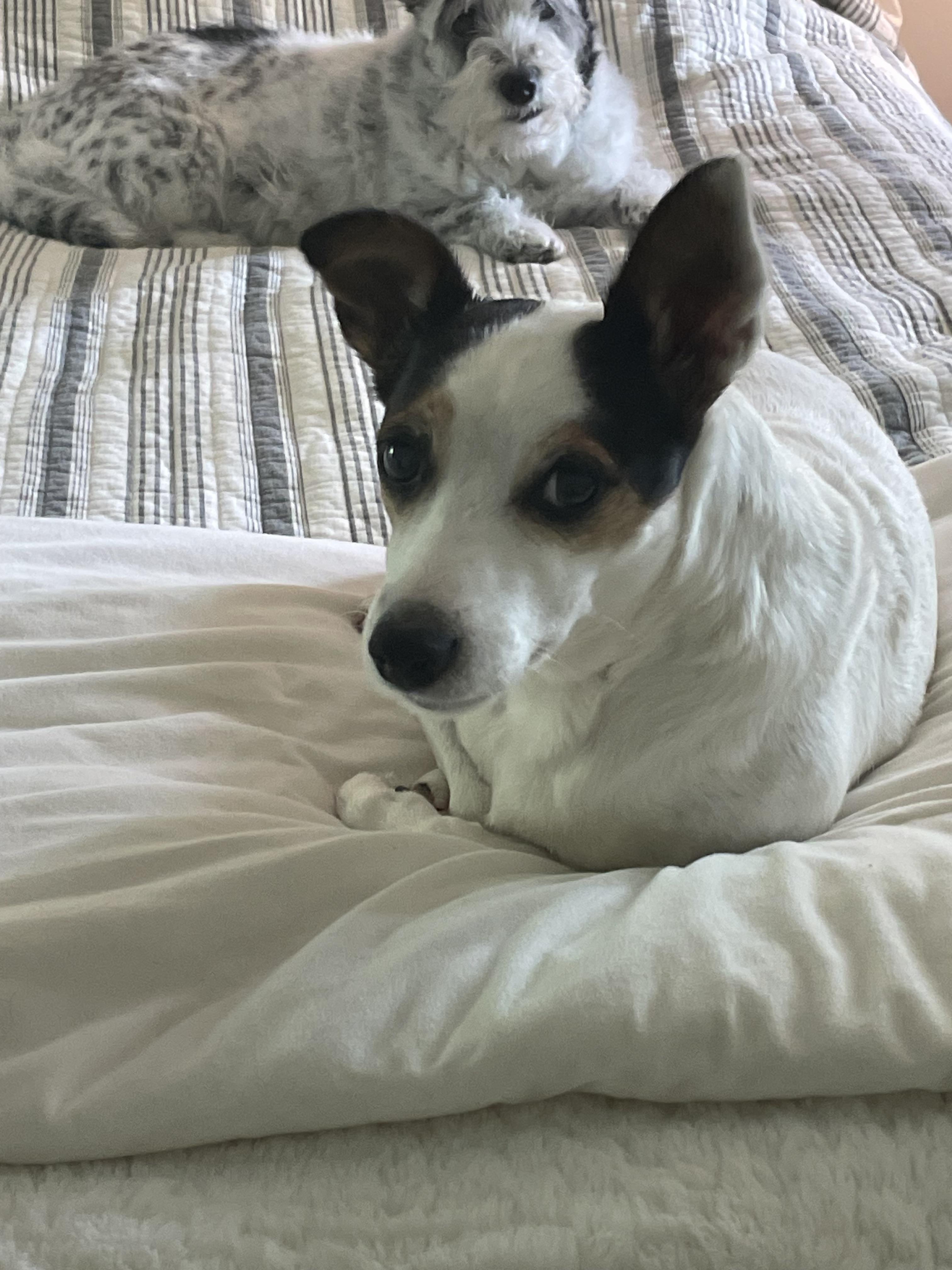 Enlarge Jack, a Adopted Jack Russell Terrier in Durham, NC image 3/5