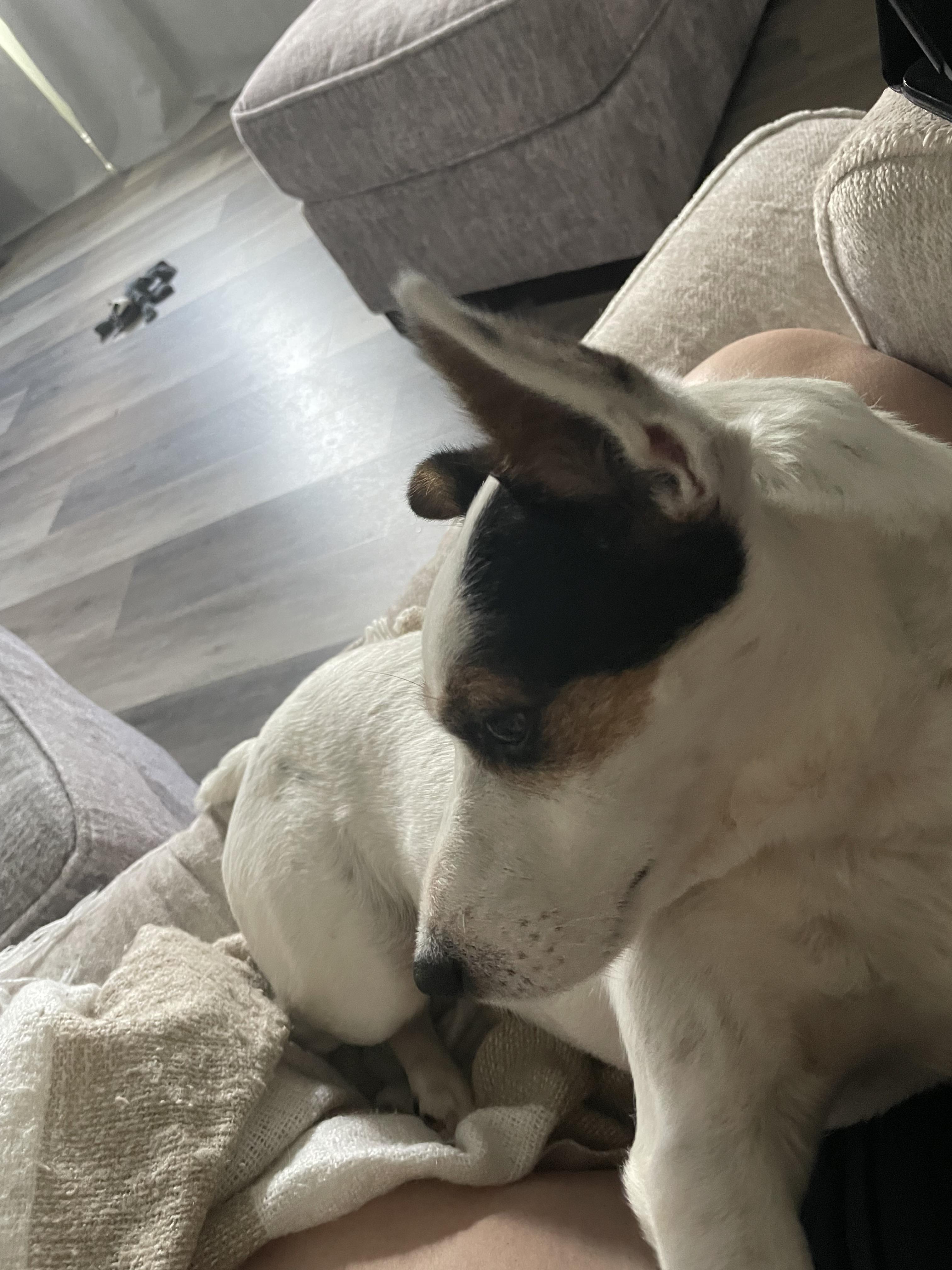 Enlarge Jack, a Adopted Jack Russell Terrier in Durham, NC image 5/5