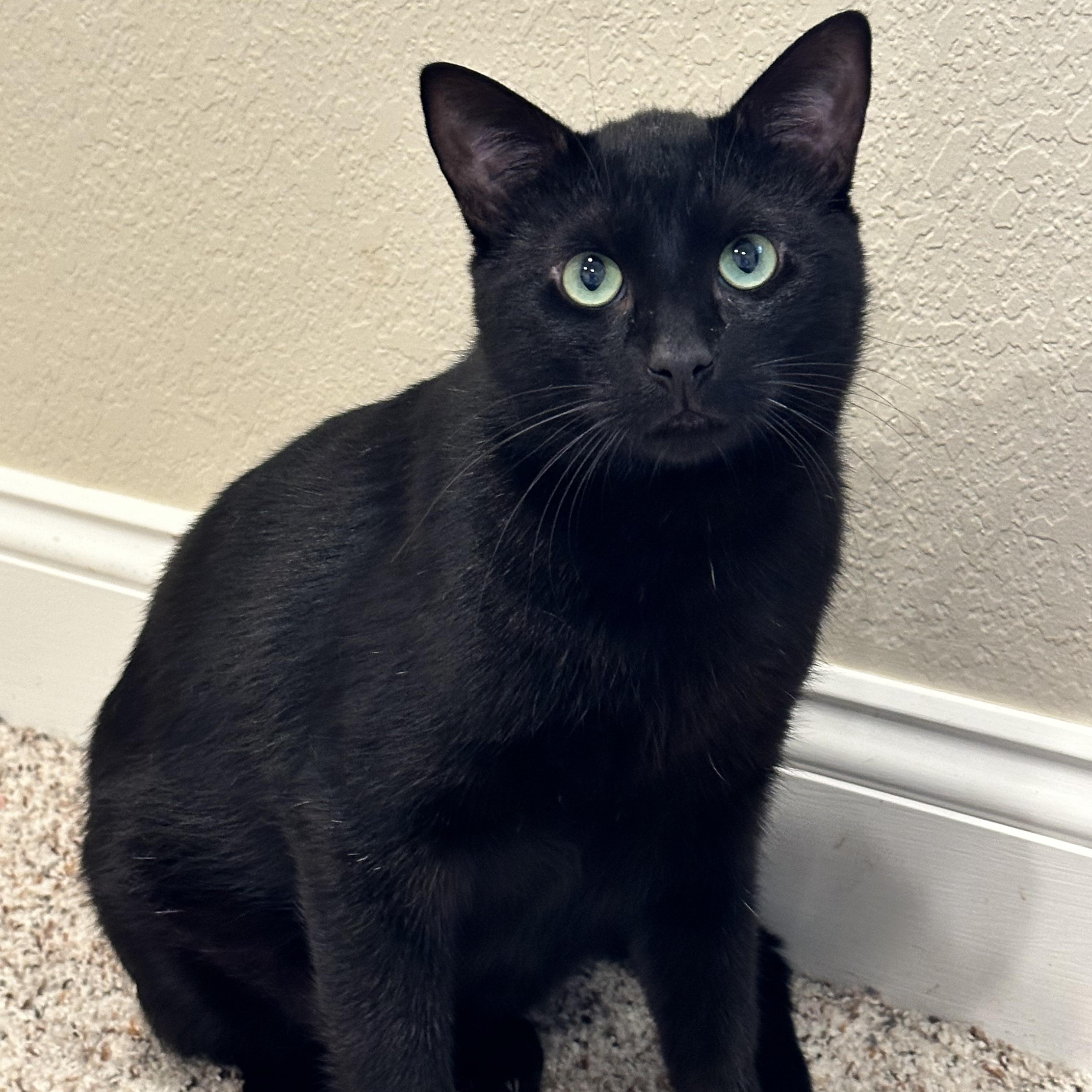 Enlarge Binx, a Adoptable Domestic Short Hair in Visalia, CA image 5/6