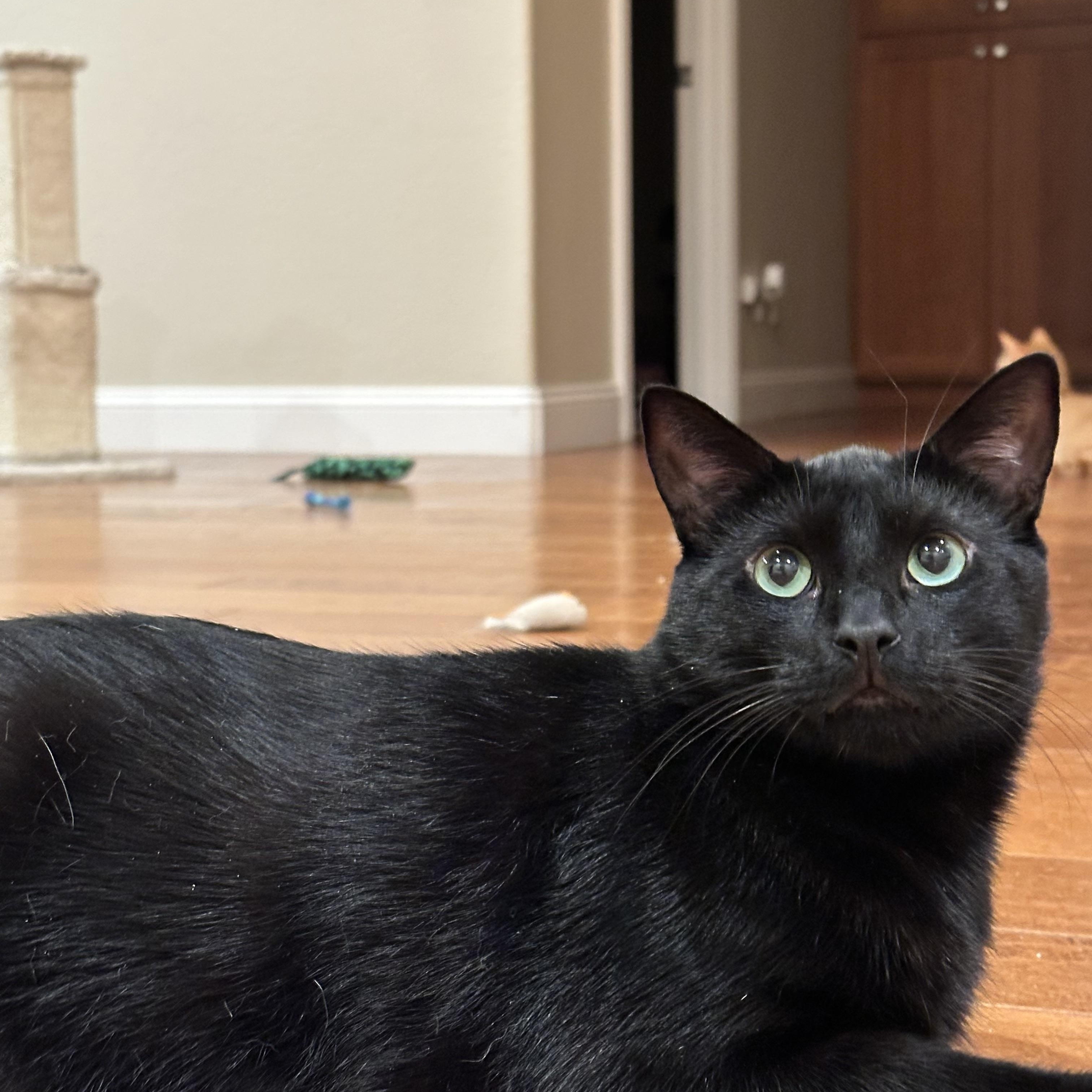 Enlarge Binx, a Adoptable Domestic Short Hair in Visalia, CA image 2/6