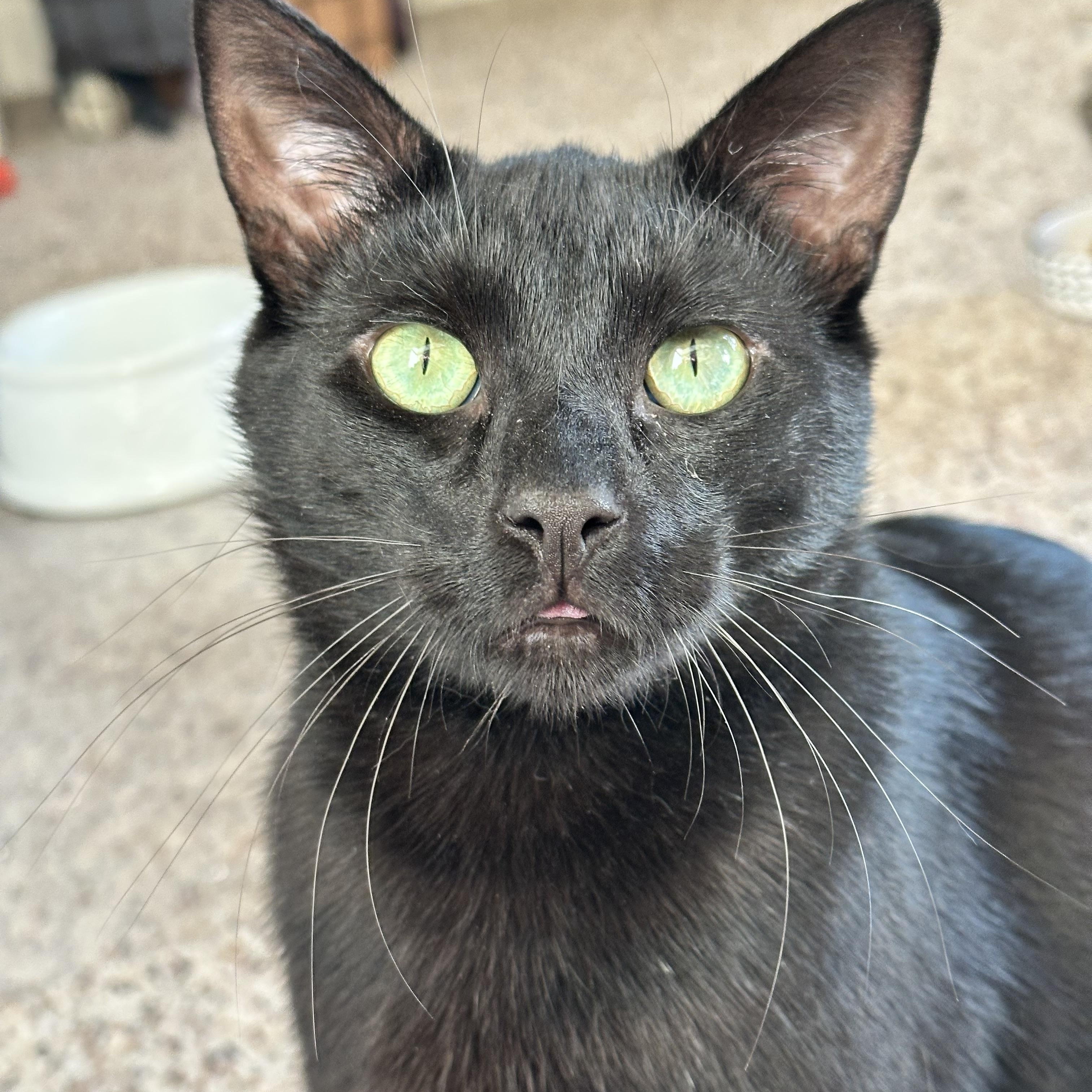 Binx, Adoptable, Young Male Domestic Short Hair.