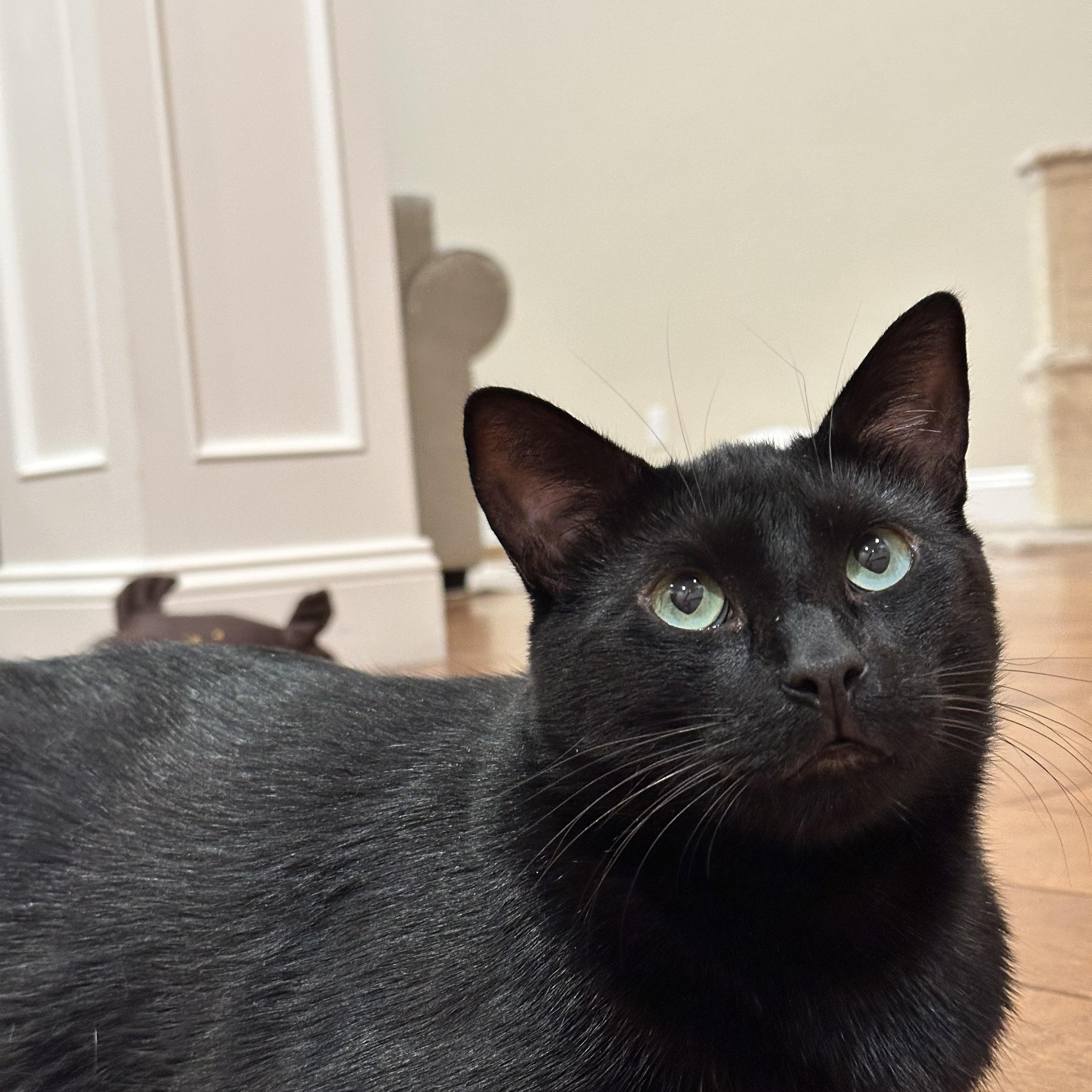 Enlarge Binx, a Adoptable Domestic Short Hair in Visalia, CA image 3/6