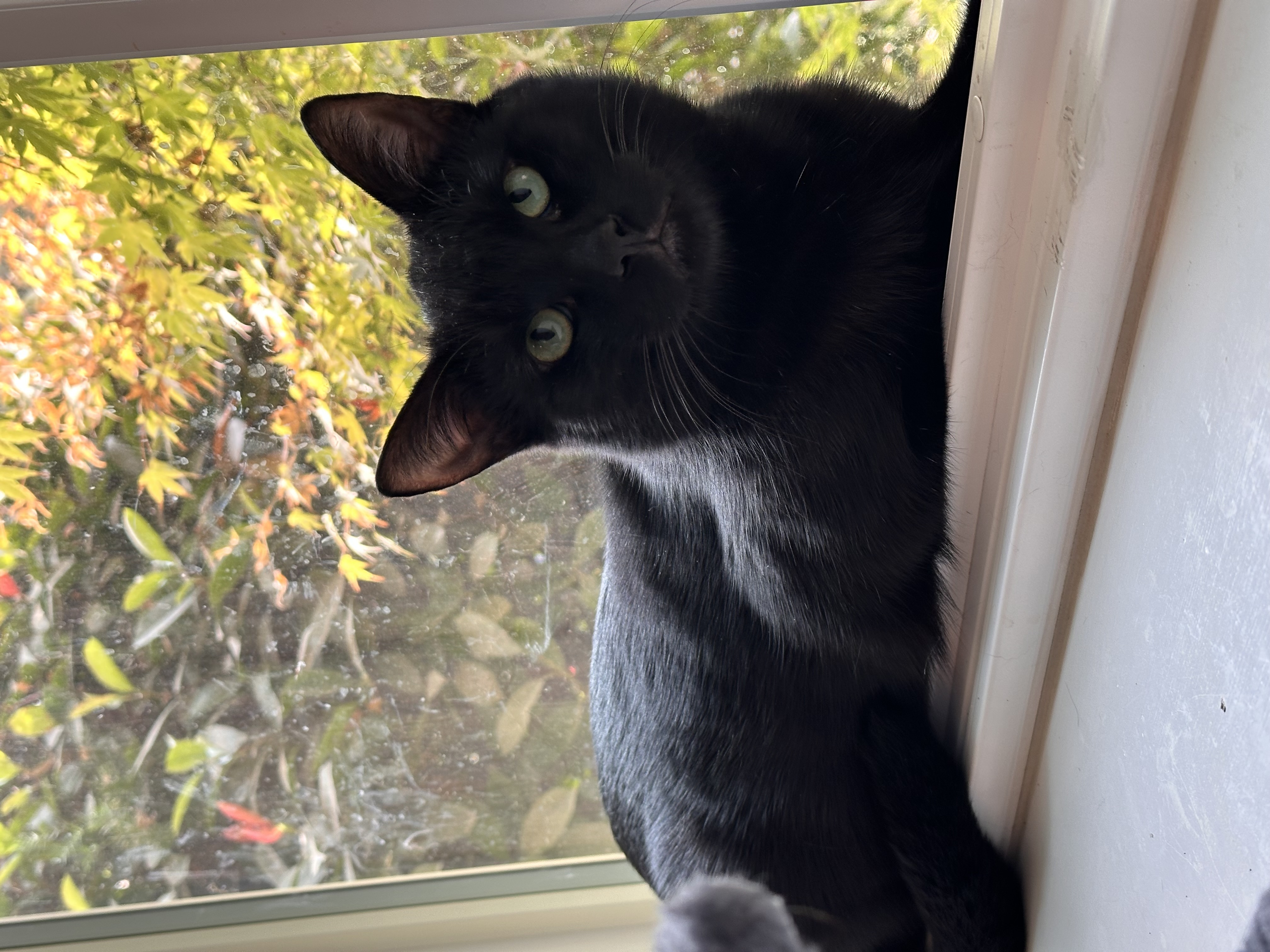 Enlarge Binx, a Adoptable Domestic Short Hair in Visalia, CA image 6/6