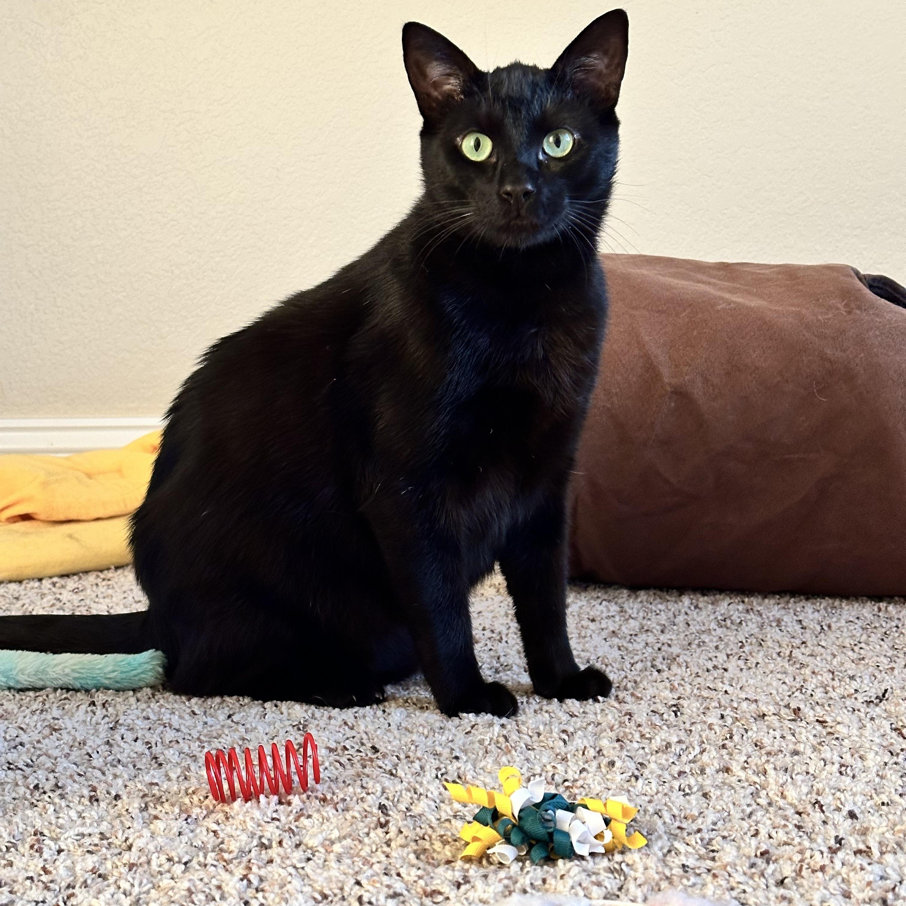 Enlarge Binx, a Adoptable Domestic Short Hair in Visalia, CA image 4/6
