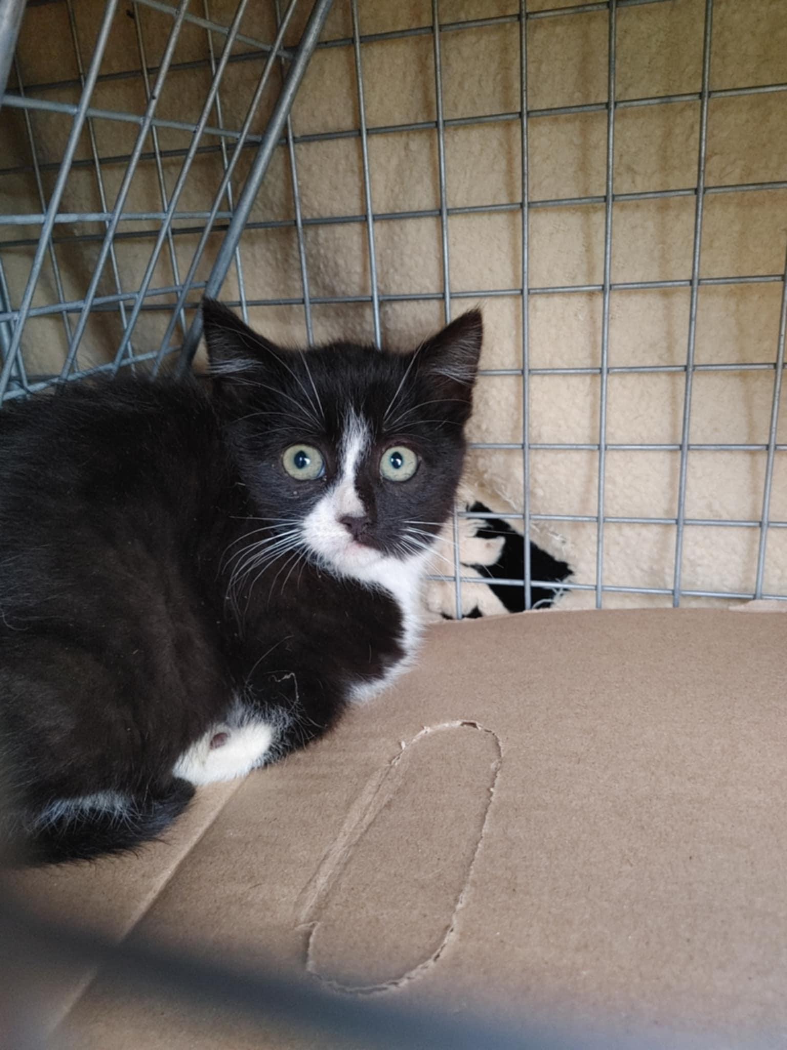 Ava Gardner, Adopted, Kitten Female Domestic Short Hair.