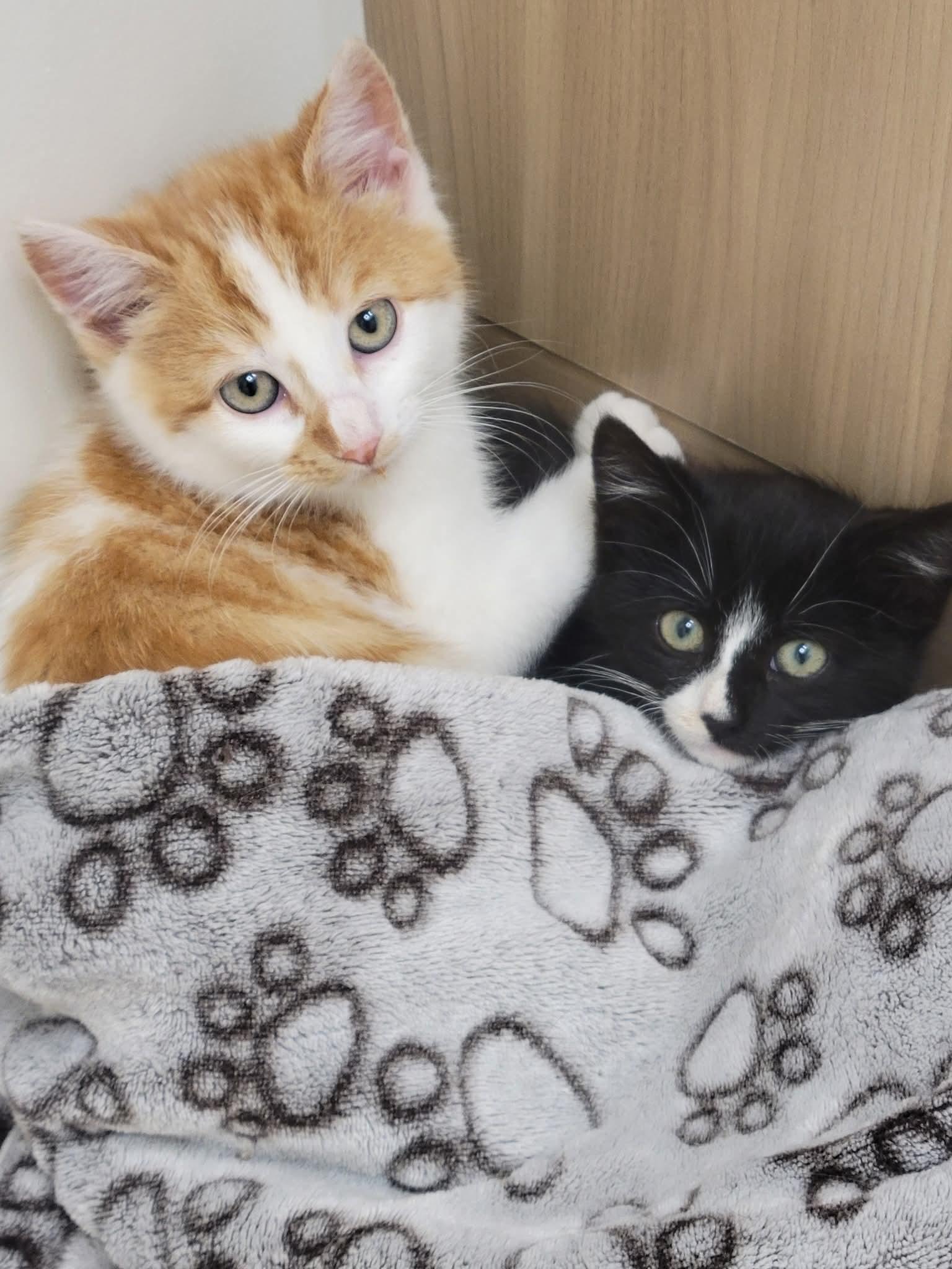 Enlarge Ava Gardner, a Adopted Domestic Short Hair in Dartmouth, NS image 2/6