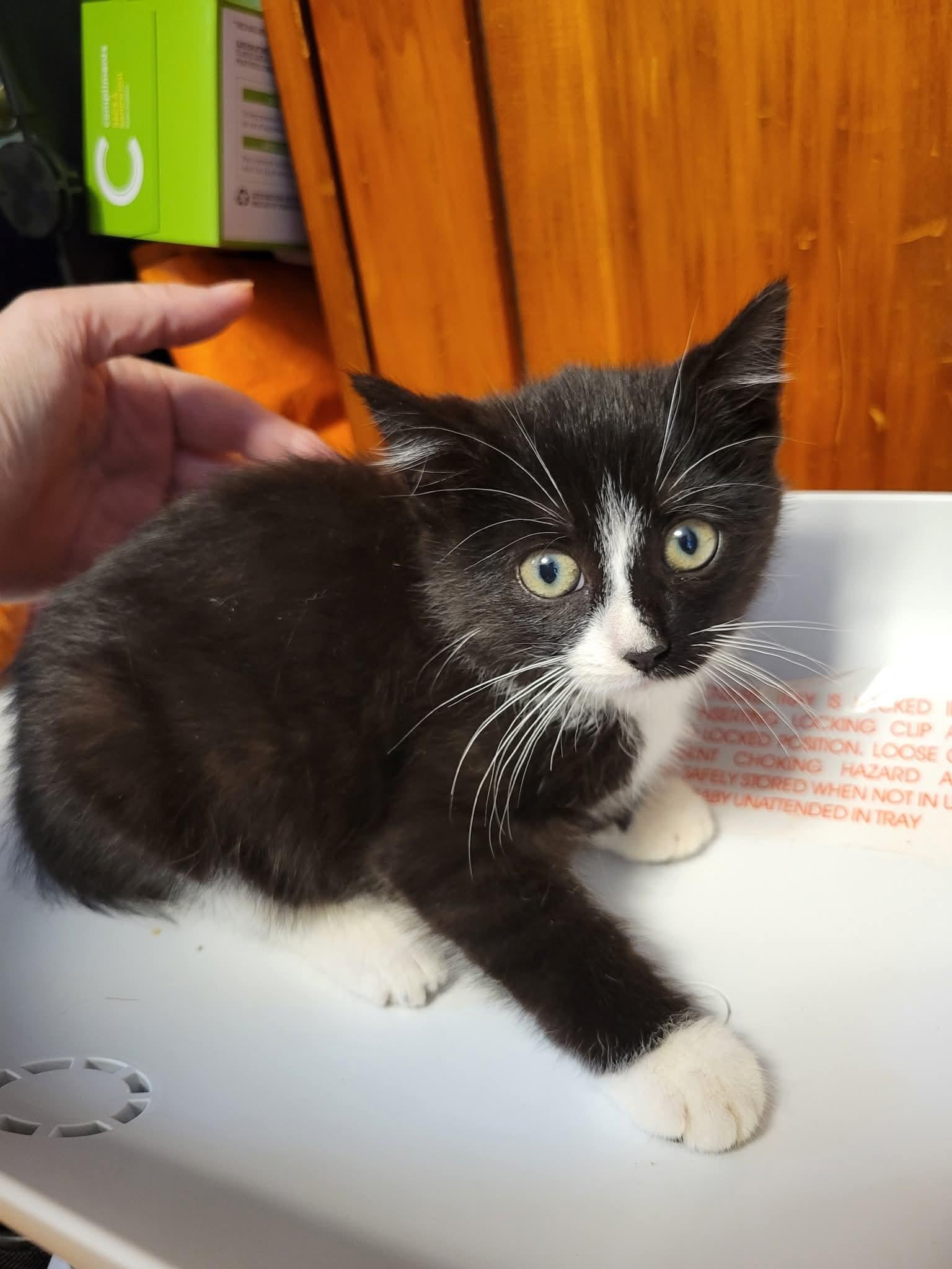 Enlarge Ava Gardner, a Adopted Domestic Short Hair in Dartmouth, NS image 3/6