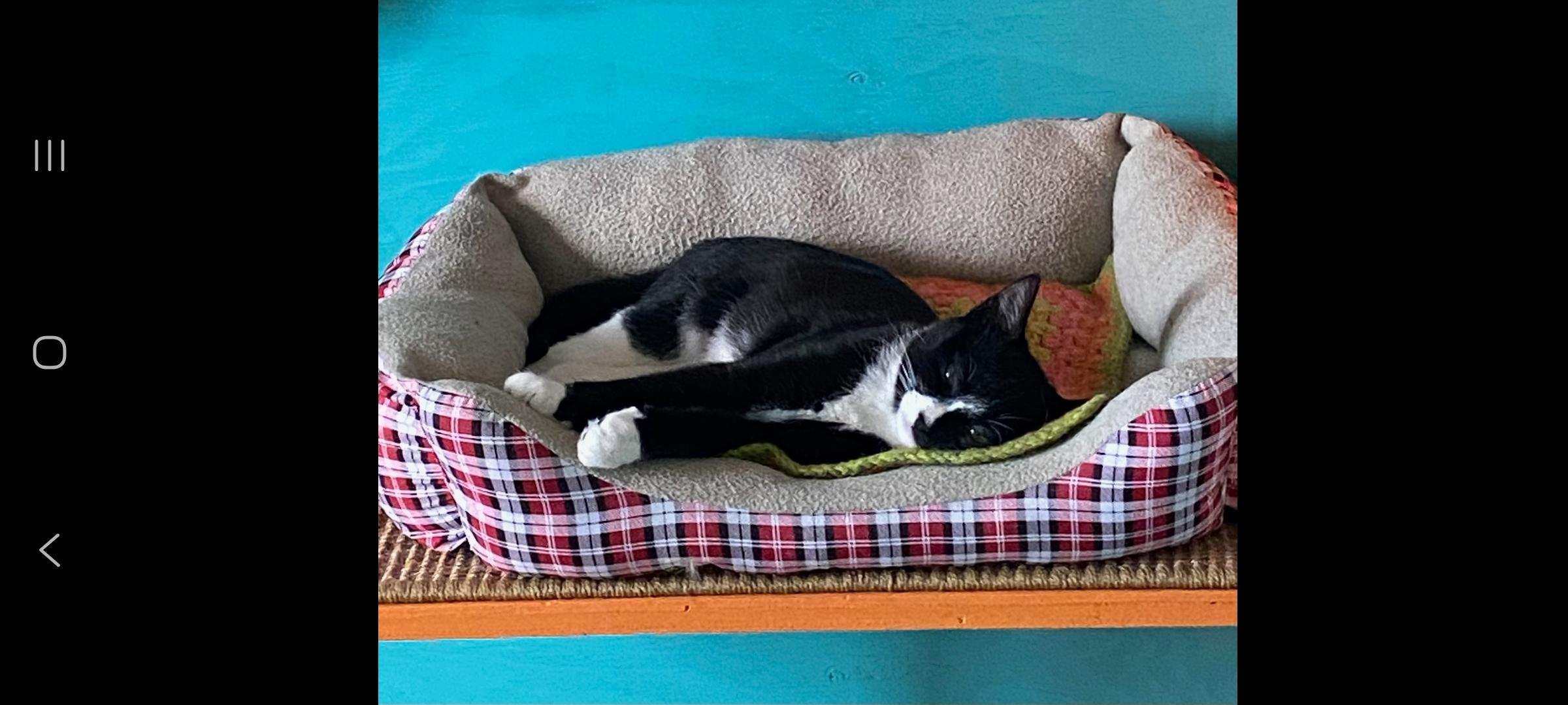 Enlarge Ava Gardner, a Adopted Domestic Short Hair in Dartmouth, NS image 4/6