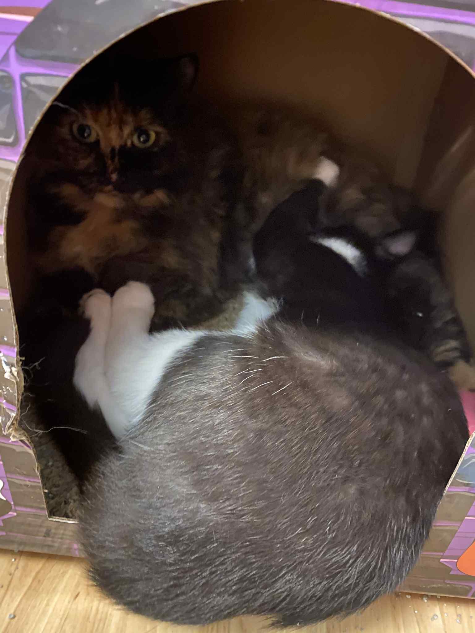 Enlarge Ava Gardner, a Adopted Domestic Short Hair in Dartmouth, NS image 5/6