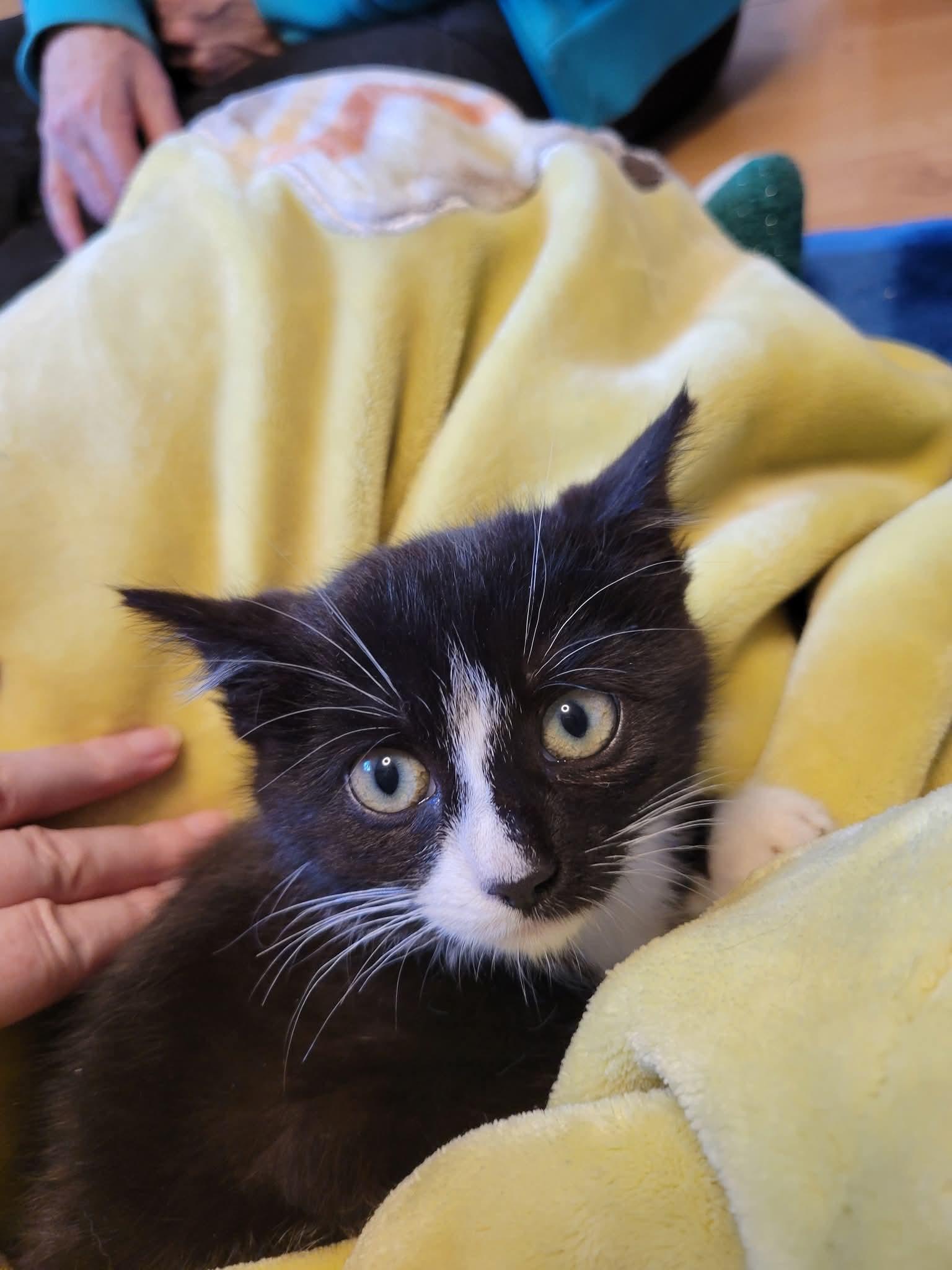 Enlarge Ava Gardner, a Adopted Domestic Short Hair in Dartmouth, NS image 6/6