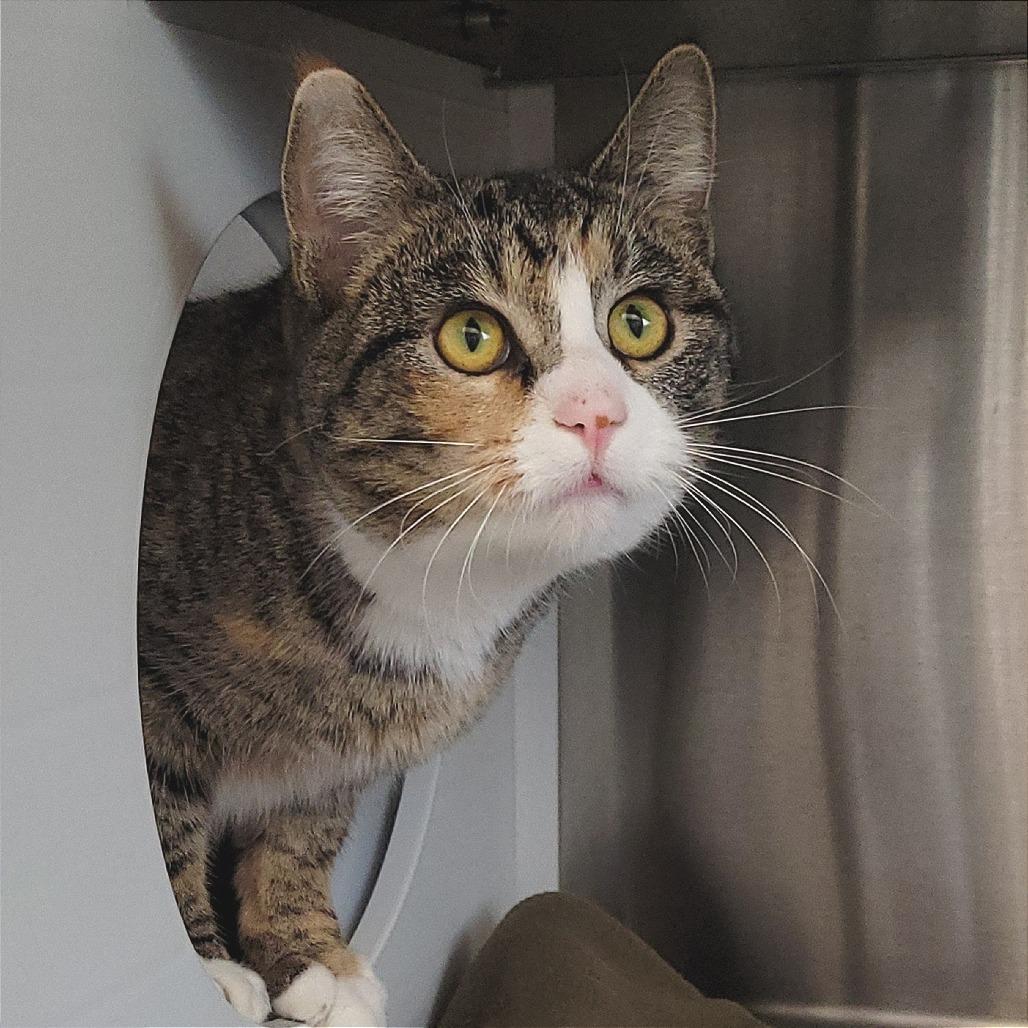 Enlarge Carol, a Adoptable Domestic Short Hair in Nashville, IN image 1/4