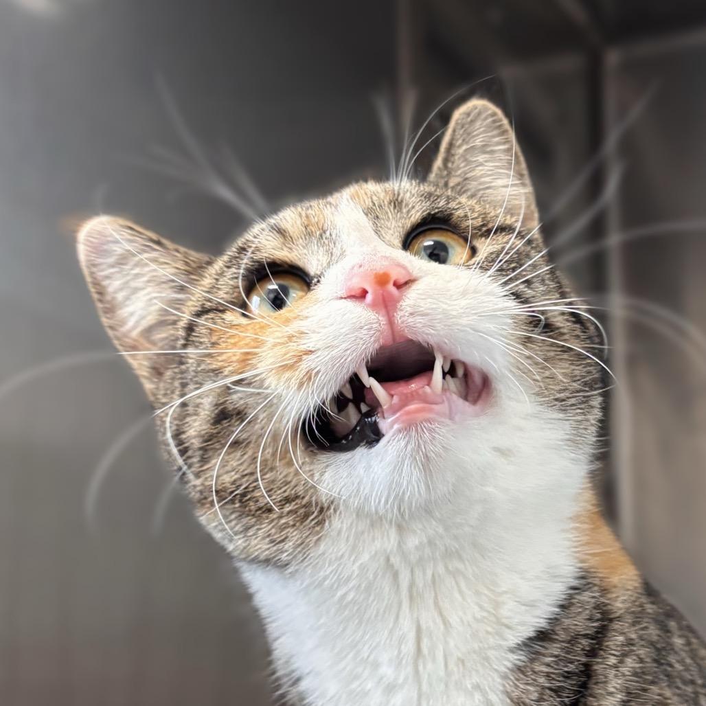 Enlarge Carol, a Adoptable Domestic Short Hair in Nashville, IN image 3/4