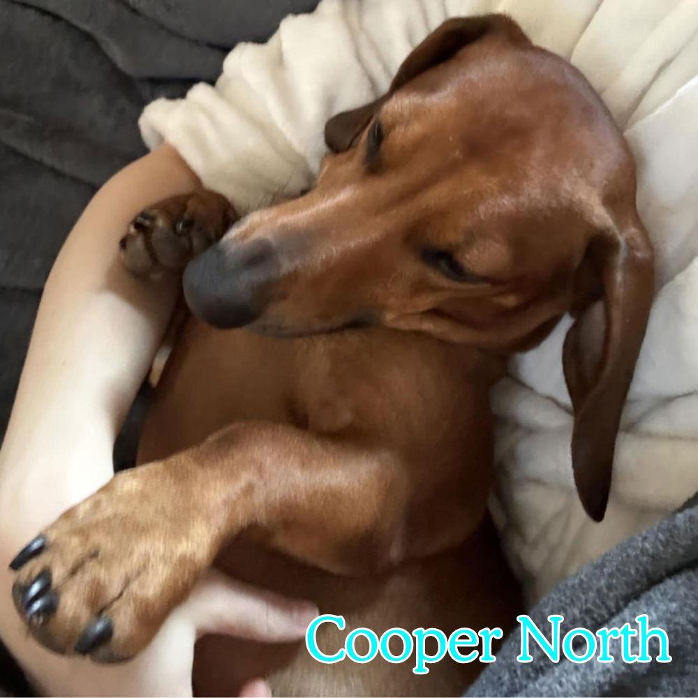 Cooper North, Adoptable, Adult Male Dachshund.