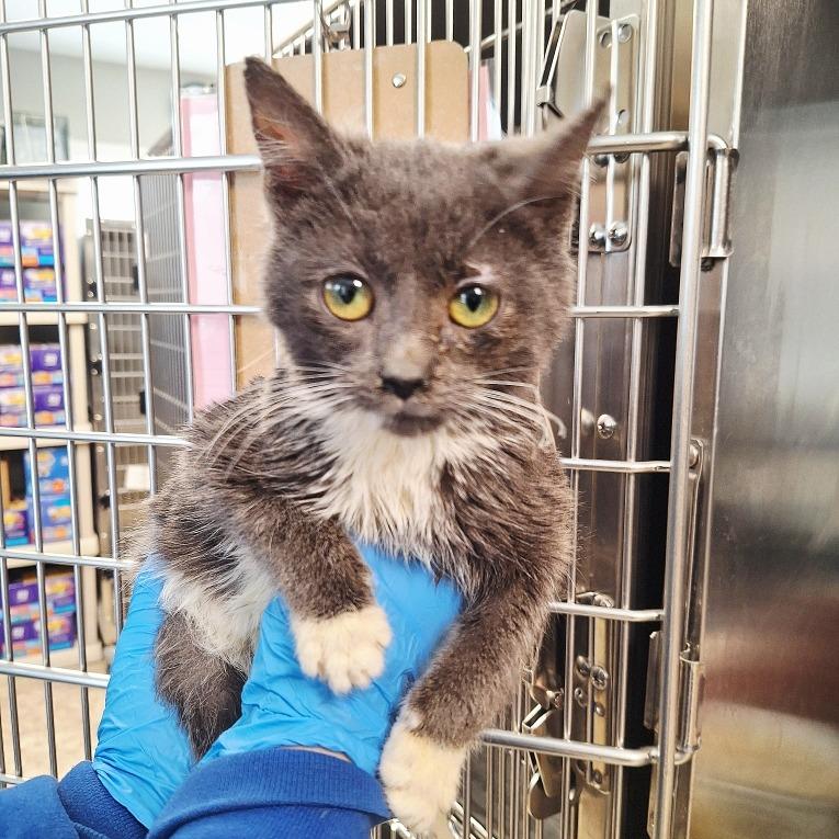 Enlarge Reebok, a Adoptable Domestic Medium Hair in Attica, NY image 1/2