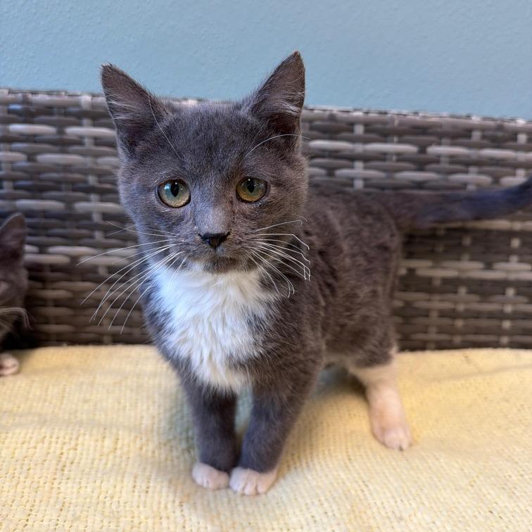 Enlarge Reebok, a Adoptable Domestic Medium Hair in Attica, NY image 2/2