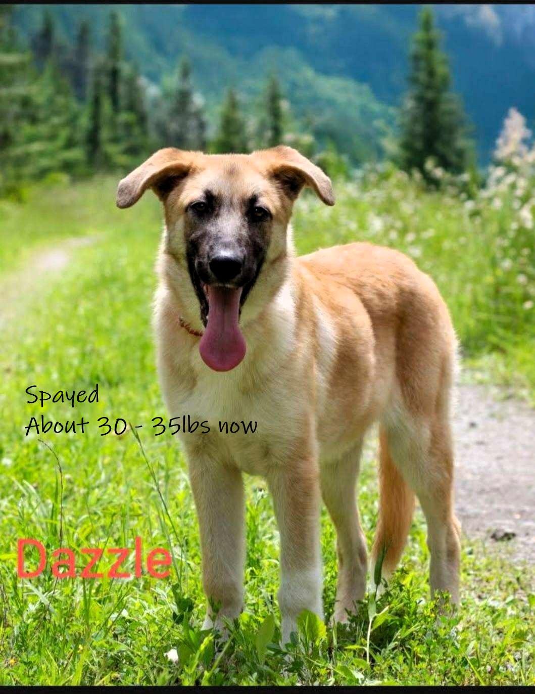 Dazzle, Young Female Anatolian Shepherd