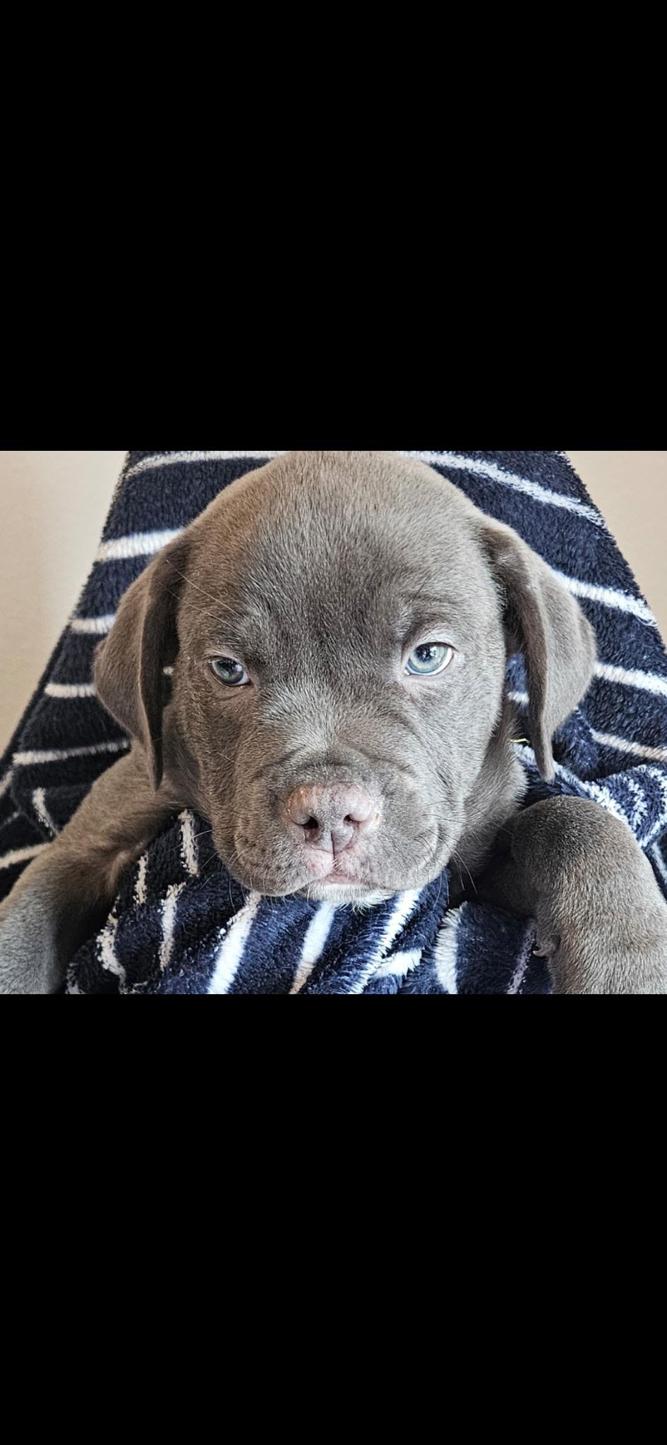 Meeko, an adopted mixed breed in Clinton, NJ image 3/5