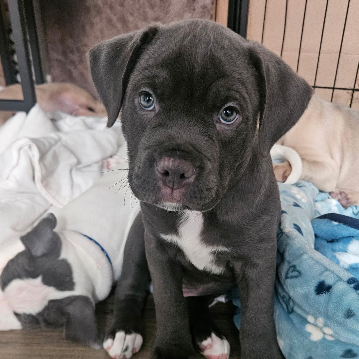 Meeko, an adopted mixed breed in Clinton, NJ image 1/5