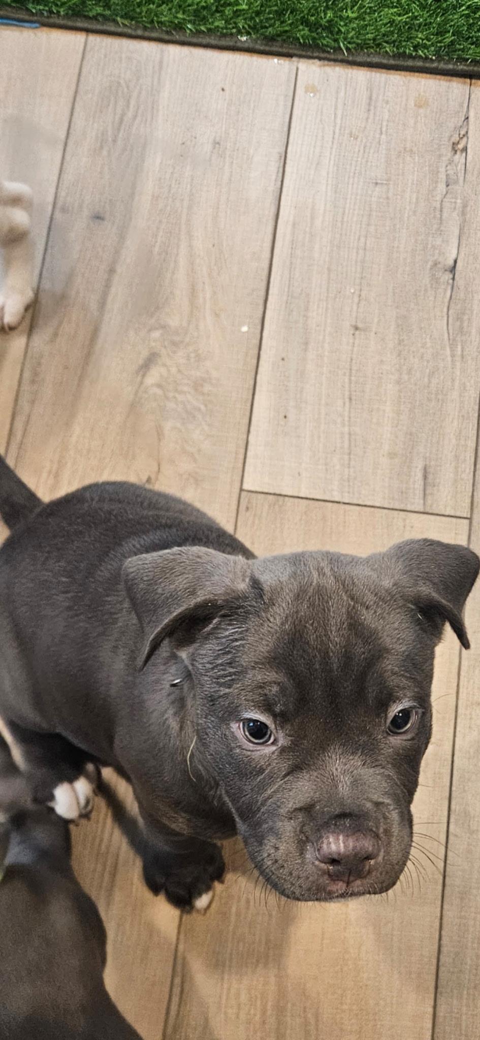 Meeko, an adopted mixed breed in Clinton, NJ image 4/5