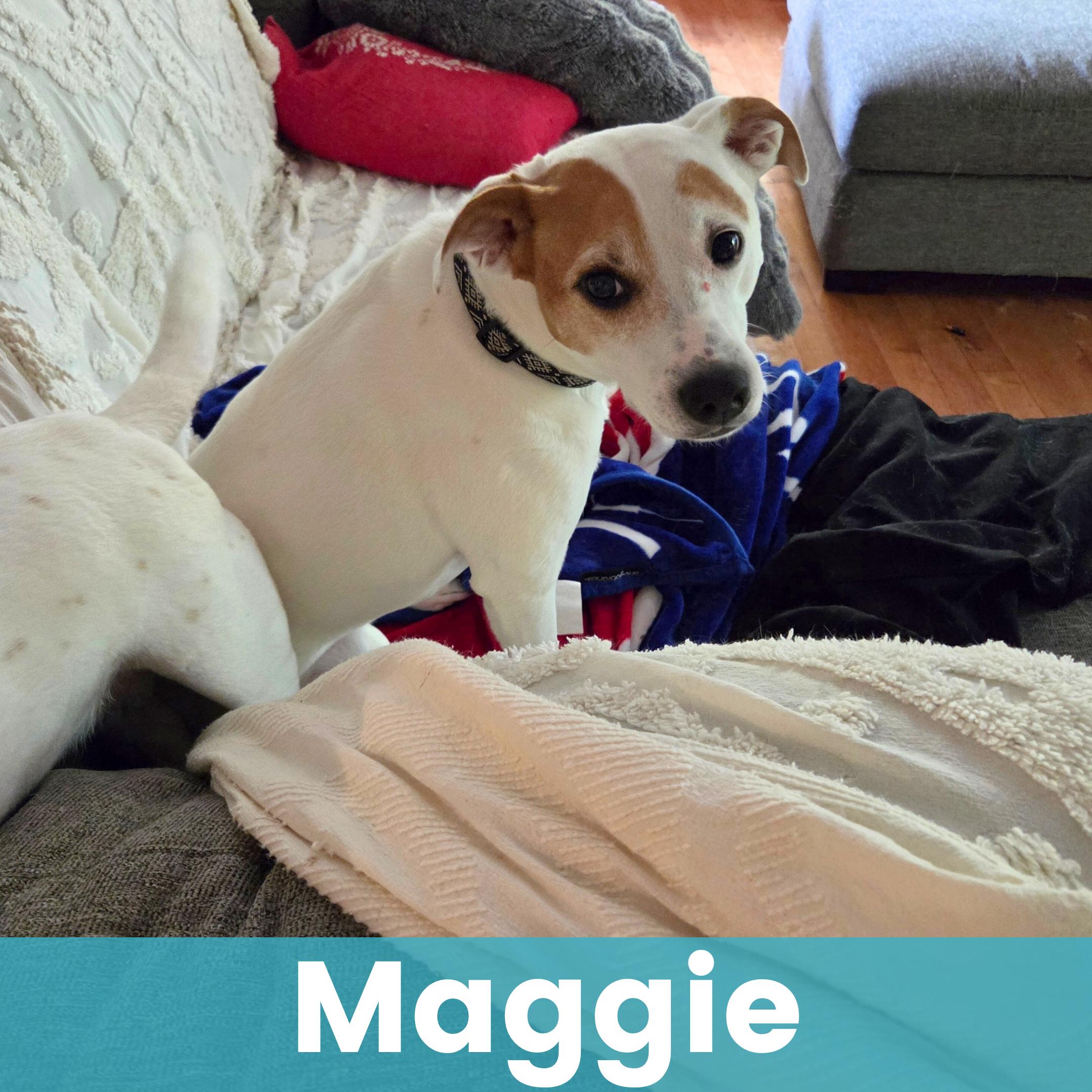 Enlarge Maggie & Molly, a ADOPTABLE Mixed Breed in Rochester , NY image 2/4