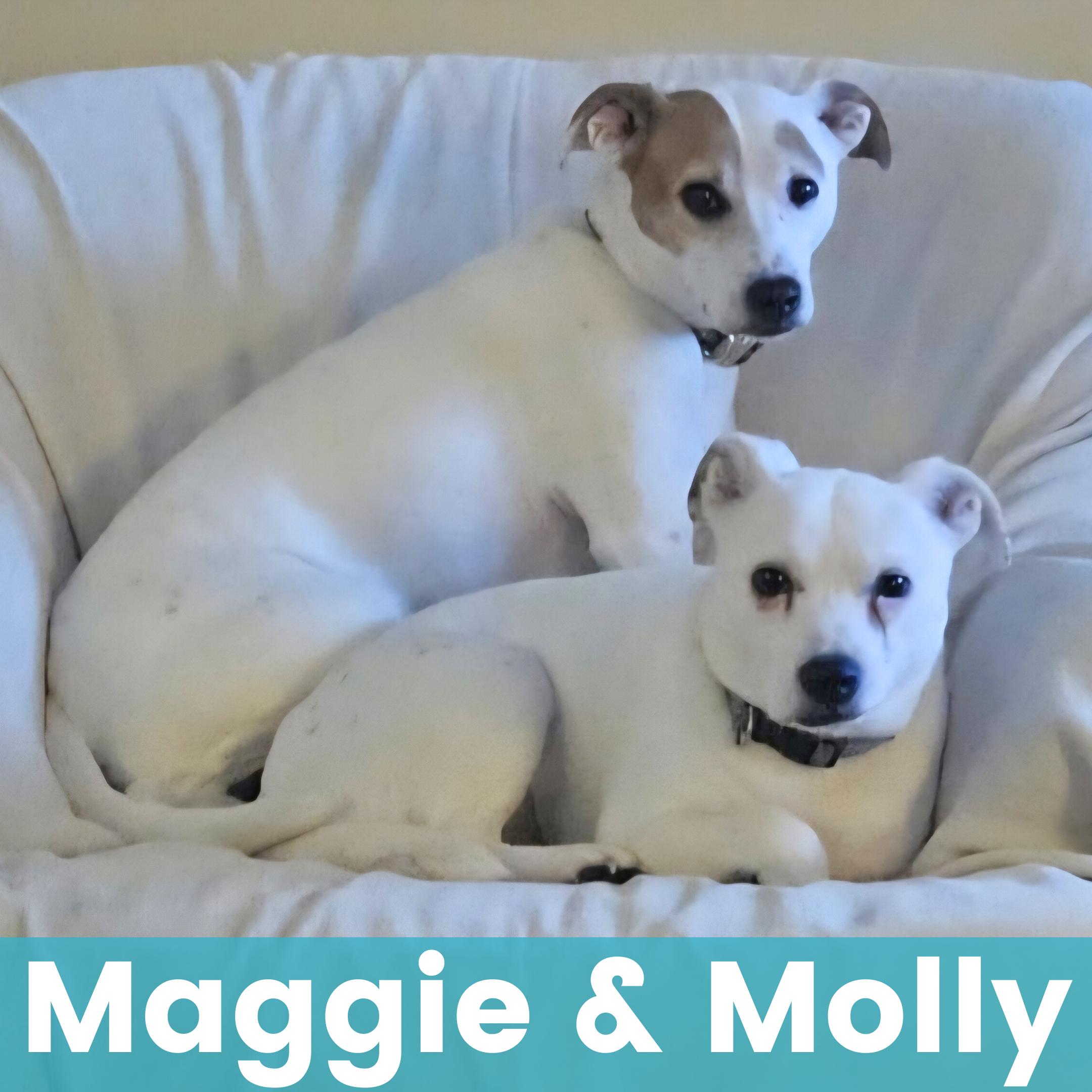 Enlarge Maggie & Molly, a ADOPTABLE Mixed Breed in Rochester , NY image 1/4