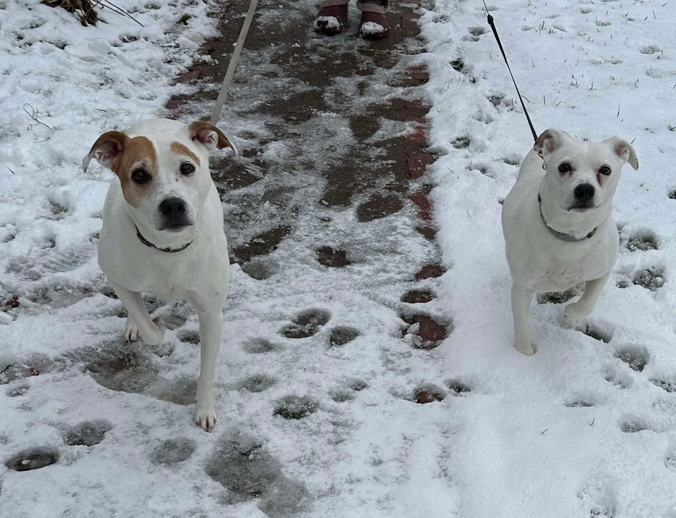 Enlarge Maggie & Molly, a ADOPTABLE Mixed Breed in Rochester , NY image 4/4