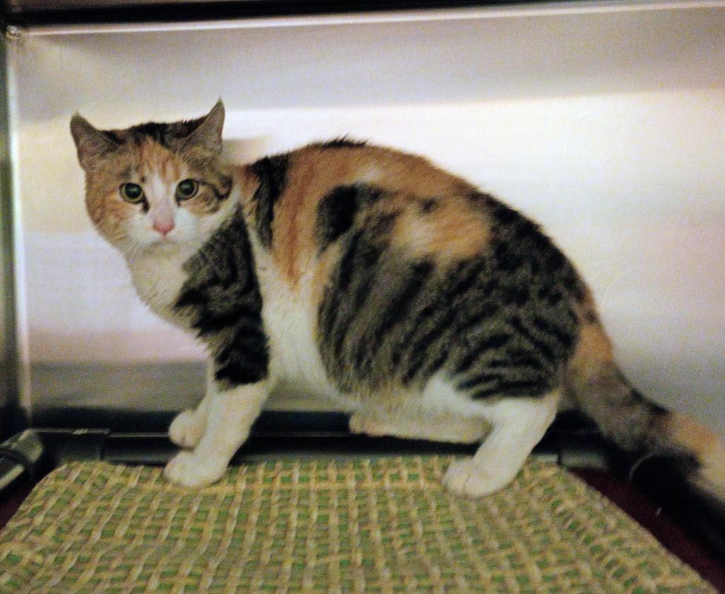 Enlarge Sargent Marge, a Adoptable Calico in La Porte, IN image 1/3