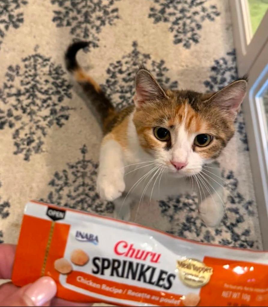 Enlarge Sargent Marge, a Adoptable Calico in La Porte, IN image 2/3
