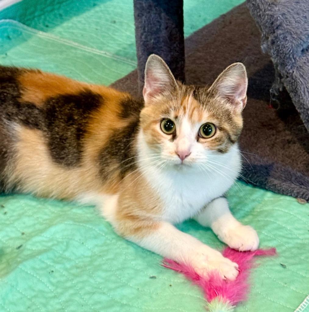 Enlarge Sargent Marge, a Adoptable Calico in La Porte, IN image 3/3