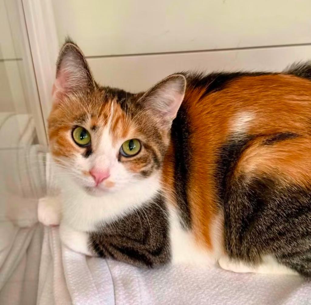 Enlarge Sargent Marge, a Adoptable Calico in La Porte, IN image 4/4