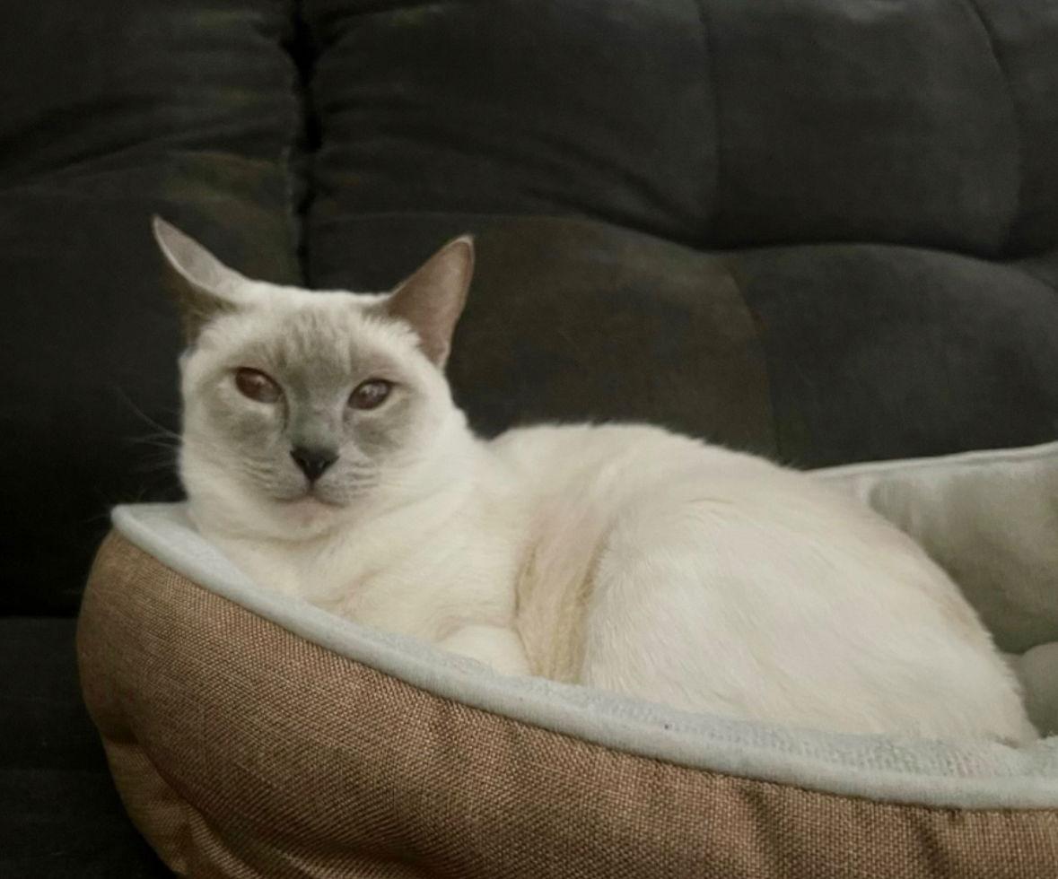 Calypso, Adoptable, Adult Female Siamese.