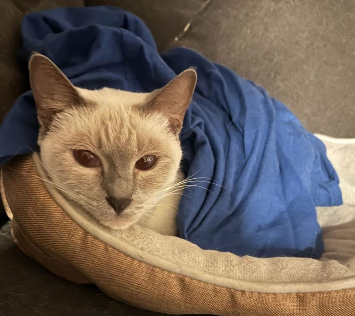 Enlarge Calypso, a Adoptable Siamese in Cuyahoga Falls, OH image 2/3