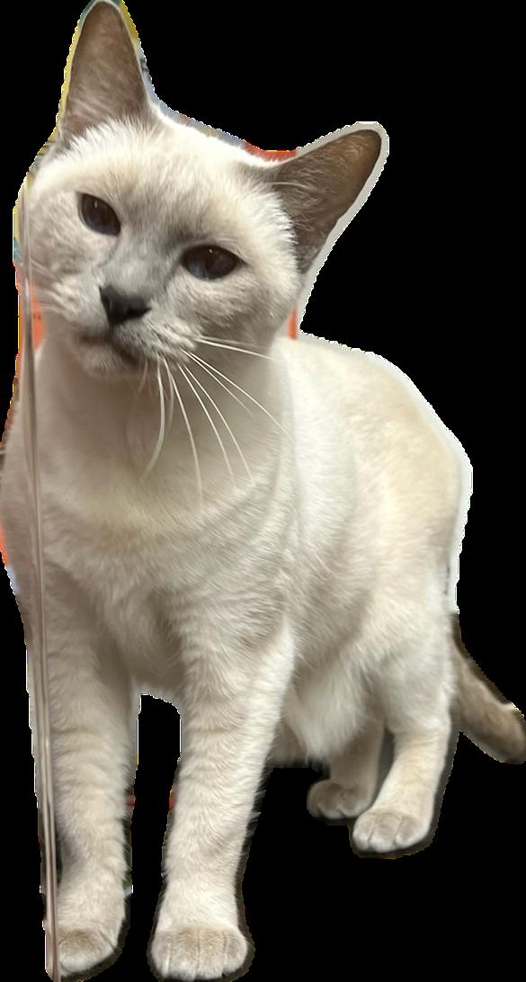Enlarge Calypso, a Adoptable Siamese in Cuyahoga Falls, OH image 3/3