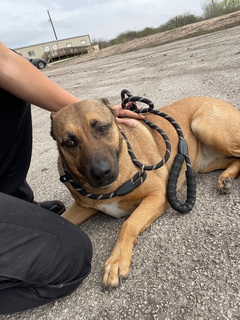 Honey (Layla), Adoptable, Adult Female German Shepherd Dog & Labrador Retriever.