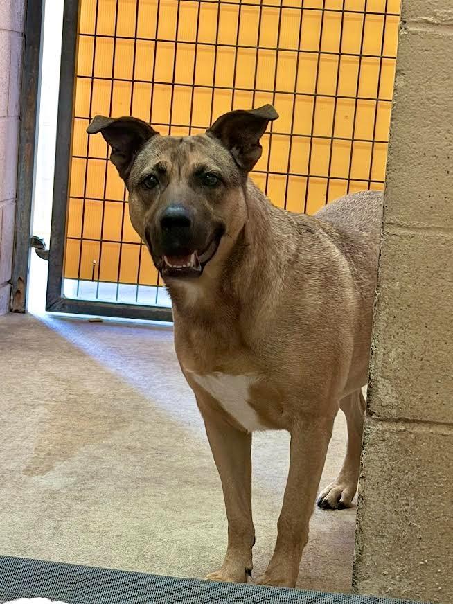 Enlarge Honey (Layla), a Adoptable mixed breed in New Braunfels, TX image 2/6