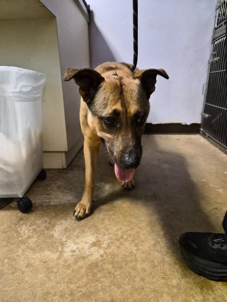 Enlarge Honey (Layla), a Adoptable mixed breed in New Braunfels, TX image 4/6