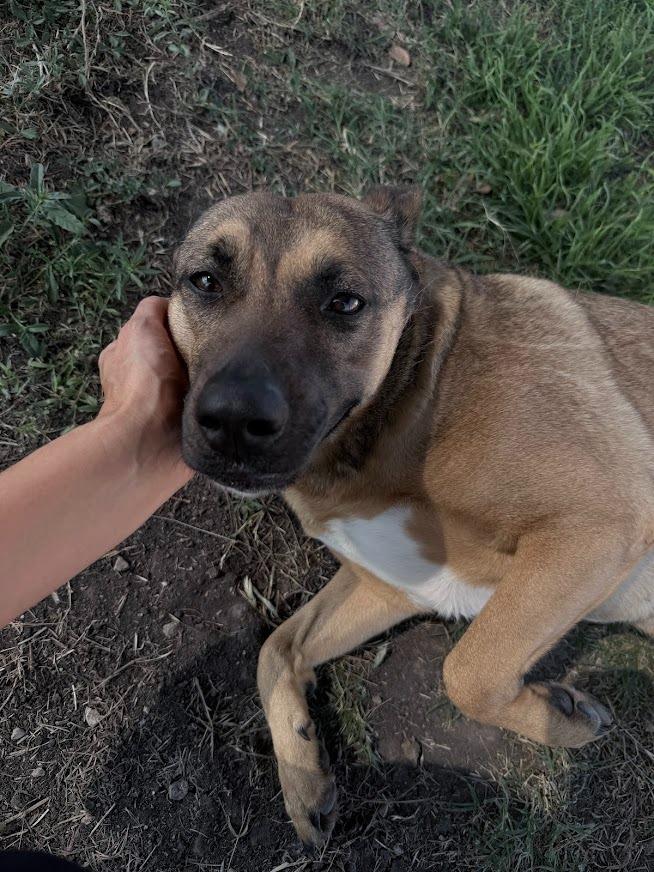 Enlarge Honey (Layla), a Adoptable mixed breed in New Braunfels, TX image 6/6