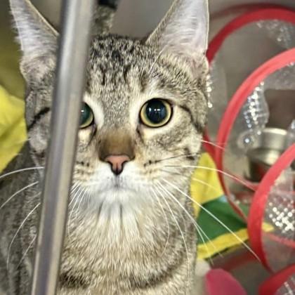 Vern (bonded with Victoria) — thumbnail 2