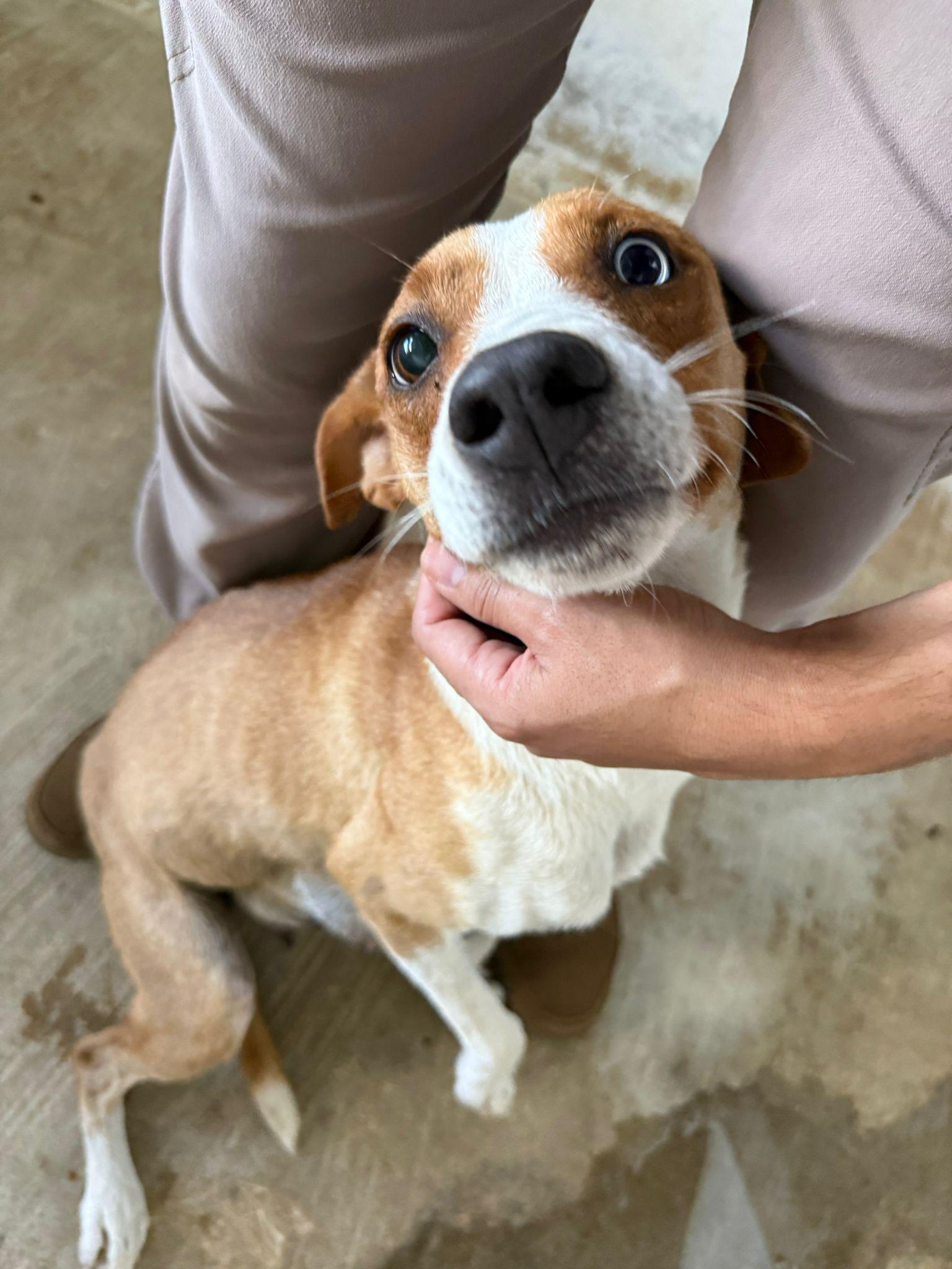 Enlarge Fort, a ADOPTABLE mixed breed in ISABELA, PR image 1/1