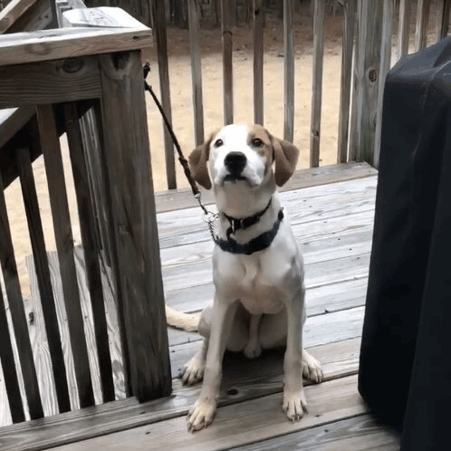 Zuko, a Adopted mixed breed in New Haven , CT image 1/5